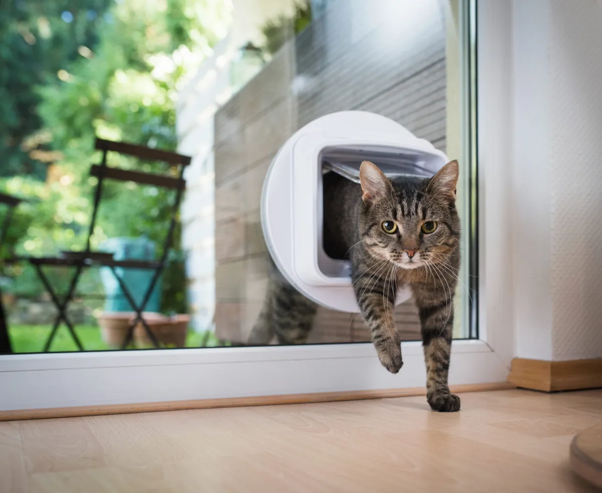 Comporta Inteligente para Gatos e Pequenos Cães - Branca KDM0169